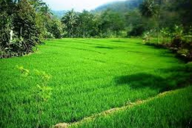 Setting Up Property PMA in Bali